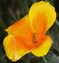 Eschscholzia lemmonii