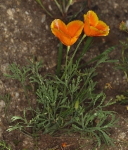 Eschscholzia lemmonii