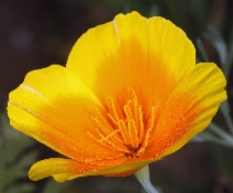 Eschscholzia lemmonii