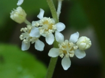 Whipplea modesta