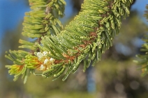 Pinus balfouriana ssp. balfouriana