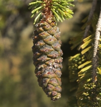 Pinus balfouriana ssp. balfouriana
