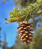 Pinus balfouriana ssp. balfouriana
