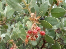 Arctostaphylos pringlei