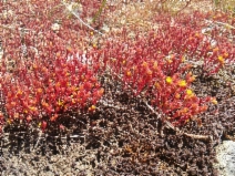 Sedella pumila