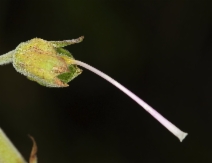 Digitalis purpurea