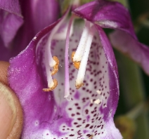 Digitalis purpurea