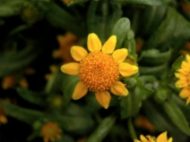 Lasthenia minor