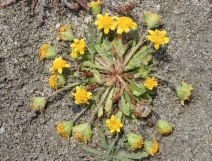 Lasthenia minor