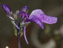 Nuttallanthus texanus