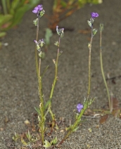 Nuttallanthus texanus