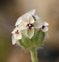 Plantago erecta