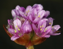 Armeria maritima ssp. californica