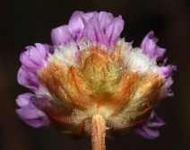 Armeria maritima ssp. californica