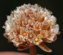 Armeria maritima ssp. californica