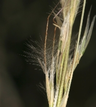 Achnatherum speciosum