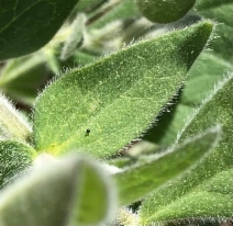 Thermopsis californica var. californica