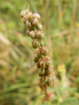 Melilotus indicus