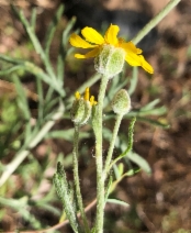 Eriophyllum jepsonii