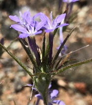 Eriastrum pluriflorum