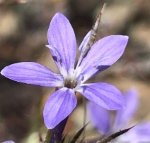 Eriastrum pluriflorum