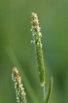 Alopecurus aequalis