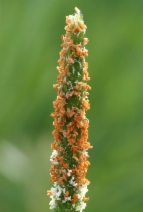 Alopecurus aequalis