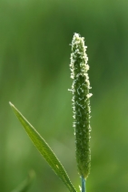 Alopecurus aequalis