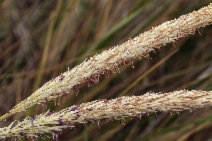 Ammophila arenaria