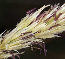 Ammophila arenaria