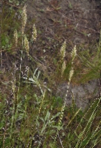 Anthoxanthum odoratum