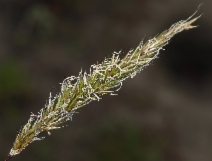 Anthoxanthum odoratum