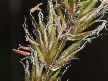 Anthoxanthum odoratum
