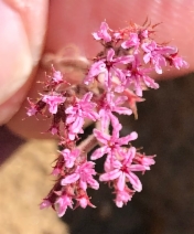 Chorizanthe xanti