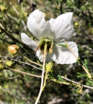 Fallugia paradoxa