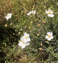 Fallugia paradoxa