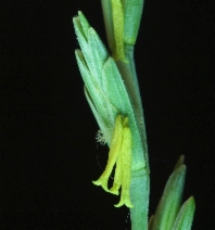 Thinopyrum intermedium
