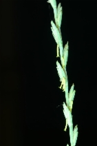 Thinopyrum intermedium