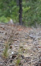 Festuca occidentalis