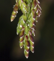 Glyceria elata