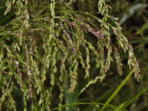 Glyceria elata