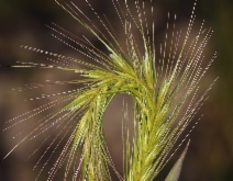 Hordeum depressum