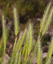 Hordeum depressum