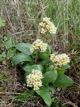 Micranthes integrifolia