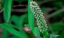 Salix jepsonii