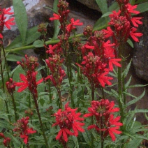 Lobelia cardinalis