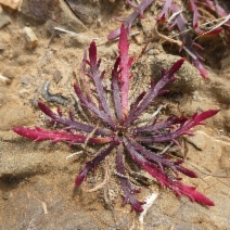Plantago coronopus
