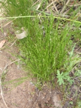 Juncus bufonius var. occidentalis