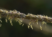 Muhlenbergia rigens