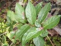 Lonicera involucrata var. ledebourii